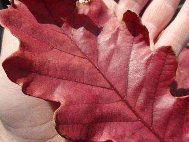 Quercus bicolor - Zweifarbige Eiche