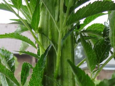 Sambucus nigra Monstrosa - Drachen-Holunder