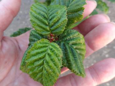 Säulen-Hainbuche Lucas - Carpinus betulus Lucas