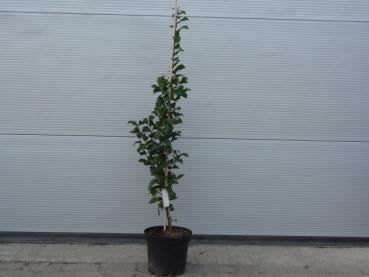 Carpinus betulus Lucas 100/125 cm groß