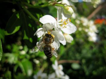 Auch die Bienen lieben die duftenden Blüten der Orangeblume.