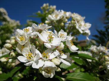 Die Orangenblume blüht im April bis Mai.