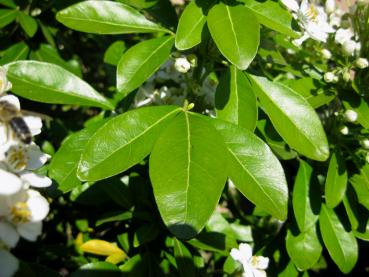 Das immergrüne Blatt der Orangenblume