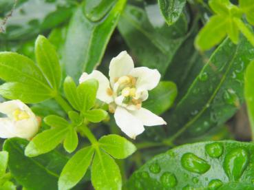 Weiße Blüte der Orangenblume