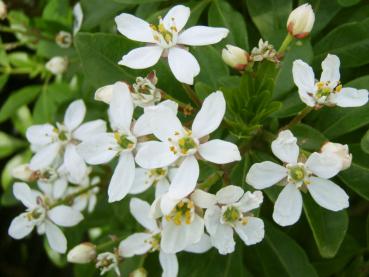 Die wohlrichenden Blüten der Choisya ternata