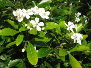 Weiße Blüten und glänzendes Laub der Choisya ternata
