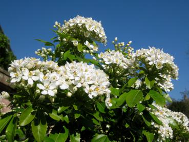 Reiche weiße Blüte der Orangenblume