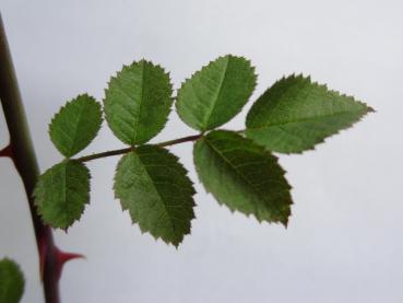 Typisches Sommerblatt von Rosa micrantha