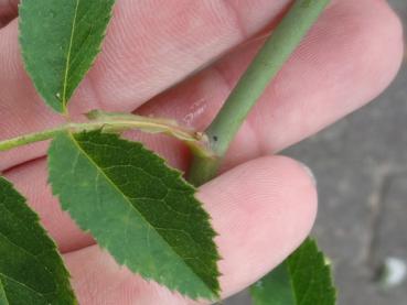 Fast dornlose Triebe sind typisch für Rosa mollis