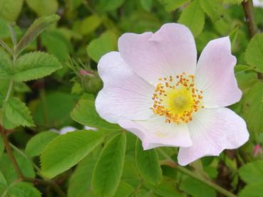 Blüte von Rosa mollis