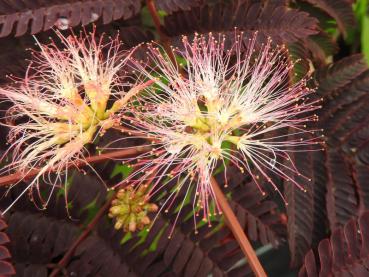 Albizia julibrissin Summer Chocolate - Seidenbaum Summer Chocolate