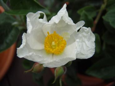 Cistus laurifolius - Lorbeer-Zistrose