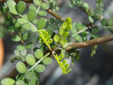 Sommerlaub von Sophora prostrata Little Baby