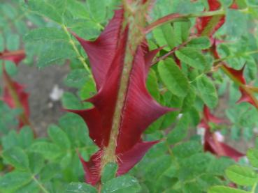 Rosa omeiensis pteracantha