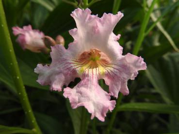 Chitalpa tashkentensis Summer Bells - Schmalblättriger Trompetenbaum