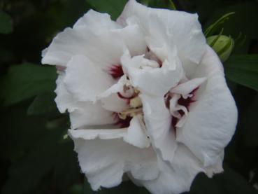 Hibiscus Lady Stanley - Hibiskus Lady Stanley