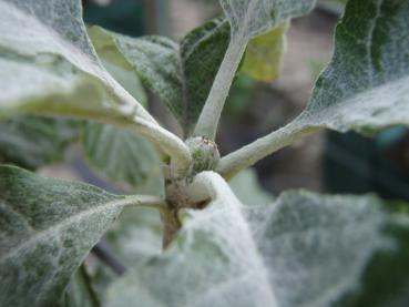 Vitoxel Lutescens - Sorbus aria Lutescens