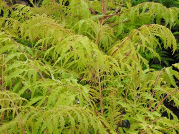 Essigbaum Tiger Eyes - Rhus typhina Tiger Eyes