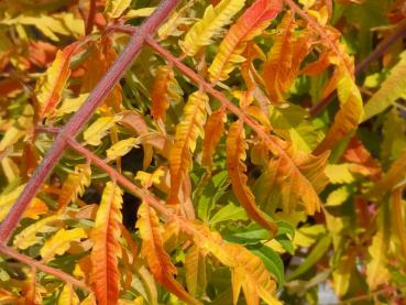 Essigbaum Tiger Eyes mit Herbstfärbung