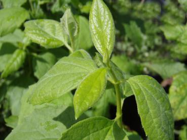 Laub von Philadelphus lewisii