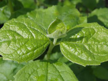 Triebspitze von Philadelphus lewisii