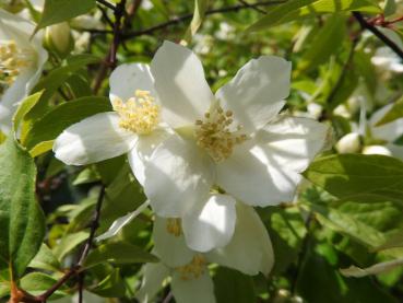 Der amerikanische Jasmin blüht im Juni und Juli.