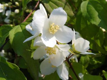 Weiße, leicht duftende Blüten - Amerikanischer Jasmin