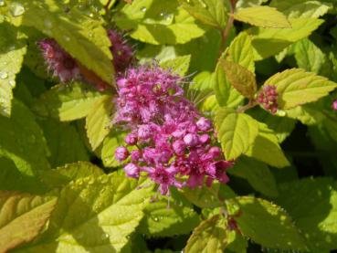 Spierstrauch Goldmount - Spiraea japonica Goldmound