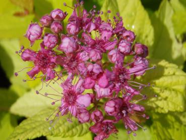 Spiraea japonica Goldmound