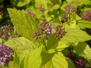 Spiraea japonica Goldmound