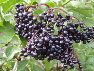 Großfrüchtiger Holunder Haschberg - Sambucus nigra Haschberg