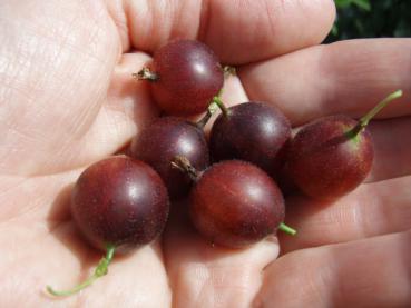 Rote Stachelbeere - Redeva