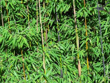 Fargesia nitida Jiuzhaigou 1 - Roter Bambus
