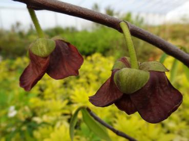 Asimina triloba Sunflower - Papau, Indianerbanane Sunflower