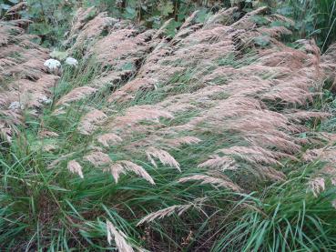 .Stipa calamagrostis - Silber-Ährengras