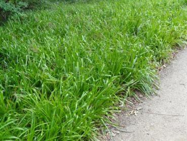 .Carex pendula - Hänge-Segge, Riesen-Segge