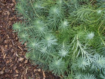 .Euphorbia cyparissias Fens Ruby - Zypressen-Wolfsmilch