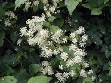 Weißblühende Waldrebe, Clematis vitalba