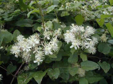 Kletterpflanze - Waldrebe, Clematis vitalba