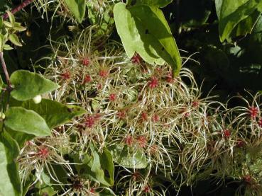 Fruchtstand der Waldrebe, Clematis vitalba