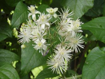 Weiße Blüten der Waldrebe, Clematis vitalba