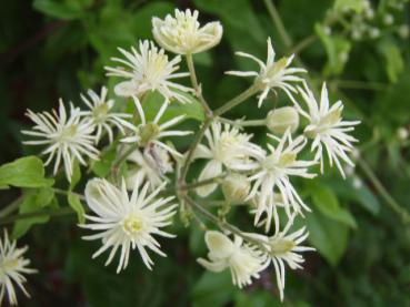 Clematis vitalba in Blüte