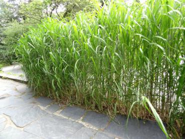 .Miscanthus giganteus Aksel Olsen - Chinaschilf Aksel Olsen