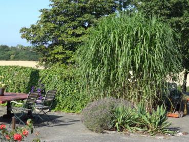 Habitus des Miscanthus sinensis Aksel Olsen (Chinaschilf Aksel Ohlsen)