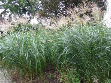 .Miscanthus sinensis Silberfeder - Chinaschilf Silberfeder