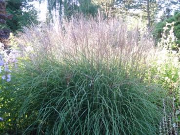 .Miscanthus sinensis Silberspinne - Chinaschilf Silberspinne