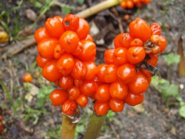 .Arum italicum - Aronstab, Geaderter Aronstab