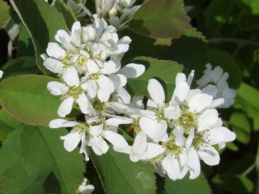 Amelanchier alnifolia Obelisk - Pelarhäggmispel