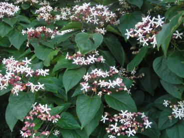 Clerodendrum trichotomum fargesii