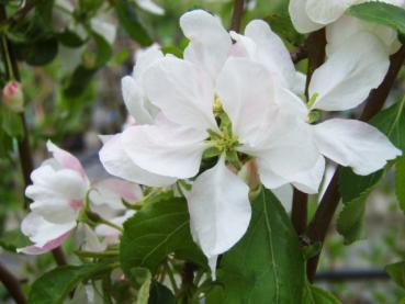 Zierapfel Red Jade - die Blüten haben eine weißrosa Färbung